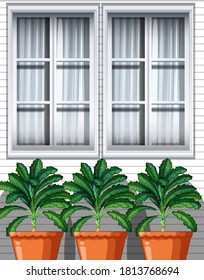 Three culantro plants in pots on window background illustration