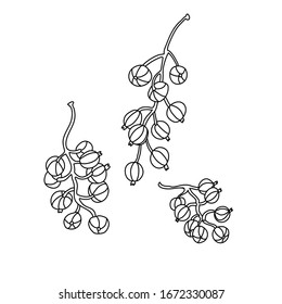 Three currant branches in doodle style. Hand drawn vector illustration isolated on white background. Great for coloring books. Black ink.
