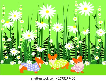 Three cute corgis in blouses on the background of a field with daisies and ferns.