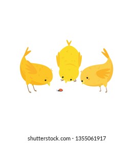 Three cute curious yellow chickens look at ladybird isolated on white background