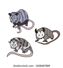 Three cute gray possums with pink noses and tails, interesting marsupial animals, vector illustration for design and creativity