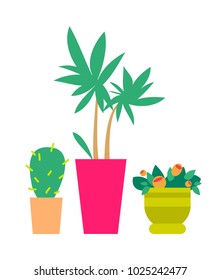 Three cute plants, color banner, vector illustration with green flowers in various form pots, isolated on white background, big cactus and palm tree