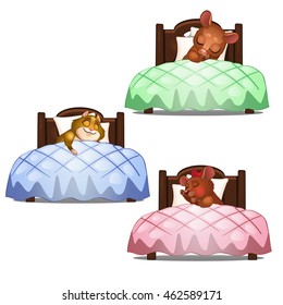 Three cute rodent sweetly asleep in their beds. Vector illustration.