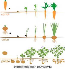 Three cycles of growth of agricultural plants