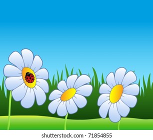 Three daisies and ladybug - vector illustration.