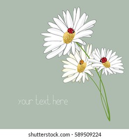 Three daisies with three ladybugs. Vector illustration on light green background