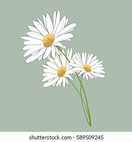 Three daisies. Vector illustration on light green background