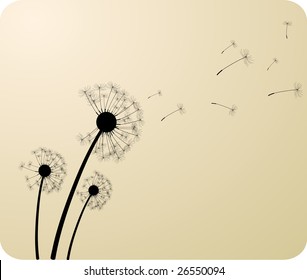 Three dandelion silhouettes. Vector illustration.