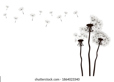 Three dandelions in abstract style on light background. Flower head. Stock image.
