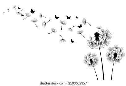 Three dandelions blowing in the wind.Black silhouette with flying dandelion buds  