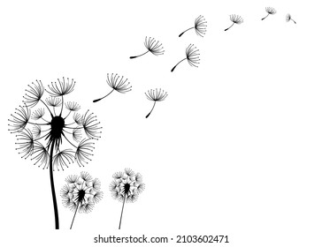 Three dandelions blowing in the wind.Black silhouette with flying dandelion buds  