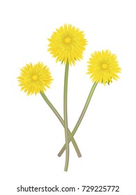 Three dandelions isolated on white background. Vector illustration.