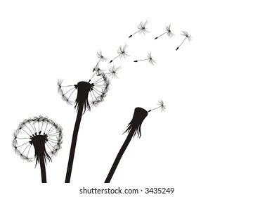 Three dandelions.  See more vector dandelions in my portfolio