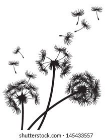 Three dandelions with seeds blowing in the wind