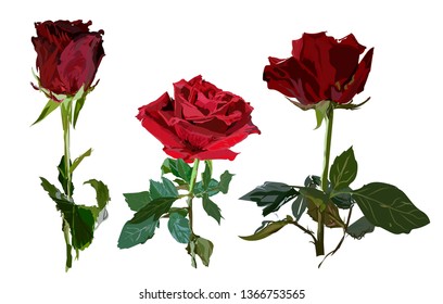 
Three dark maroon roses on a white background. Green leaves.