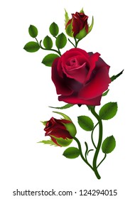 Three Dark Red Roses Isolated On White