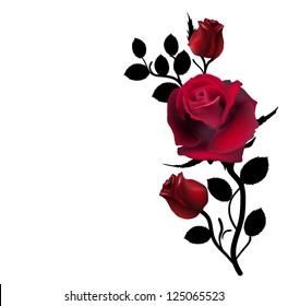 three dark red roses isolated on white