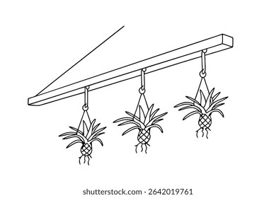 Three decorative pineapple plants hanging from a wooden beam in minimalist black and white style