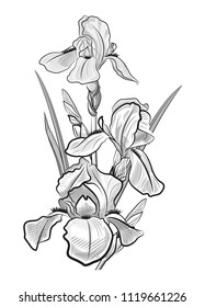 three delicate iris, contoured irises in black and white tones