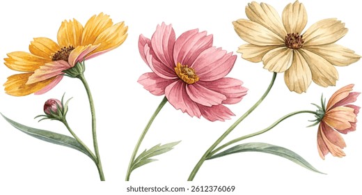 Three delicate watercolor cosmos flowers in soft pastel colors, perfect for spring or summer designs.