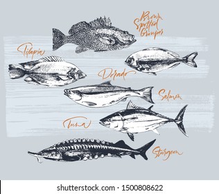 Three delicates fish. Tilapia, tuna, salmon, brown spotted grouper, sturgeon, dorado. Hand drawn with brush and ink delicious meal  vector illustration