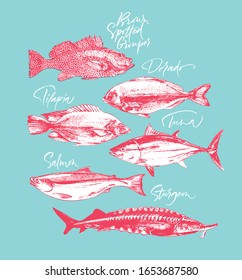 Three delicates fish. Tilapia, tuna, salmon, brown spotted grouper, sturgeon, dorado. Hand drawn with brush and ink delicious meal. Vector illustrations with live texture 