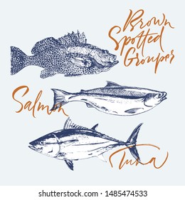 Three delicates fish. Tuna, salmon, brown spotted grouper. Hand drawn with brush and ink delicious meal  vector illustration