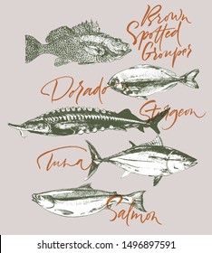 Three delicates fish. Tuna, salmon, brown spotted grouper, sturgeon, dorado. Hand drawn with brush and ink delicious meal  vector illustration