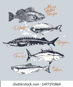 Three delicates fish. Tuna, salmon, brown spotted grouper, sturgeon, dorado. Hand drawn with brush and ink delicious meal  vector illustration