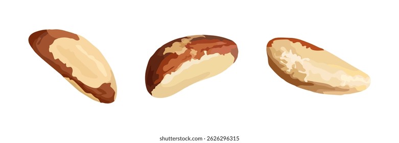 Three detailed Brazil nuts shown in various angles, perfect for nutrition, health food, or packaging designs and educational content