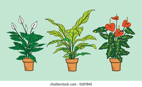 Three detailed interior plants in pot in colors. Anthurium, Spathiphyllum, Asplenium.