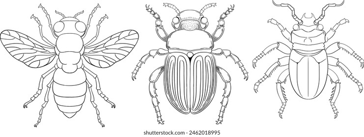 Three detailed vector drawings of different insects