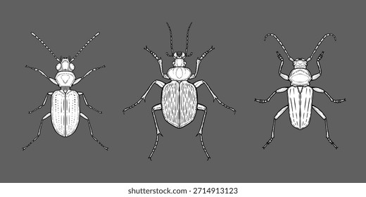 Três besouros diferentes ilustrados em estilo de esboço monocromático detalhado, isolado no fundo escuro, conceito de entomologia e estudo da natureza