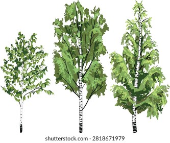 Three different birch trees set 