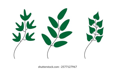 three different branches with leaves on a white background,