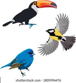 Three different colorful birds set