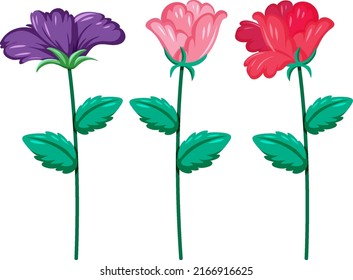 Three different colors flowers illustration