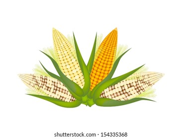 Three Different Colors of Fresh Corns with Green Husk and Golden Silk Isolated on A White Background 