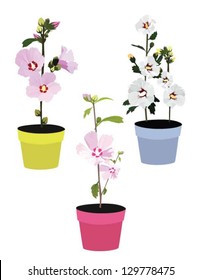 three different kinds of rose of sharon in pots