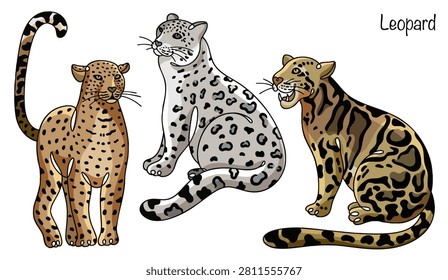 Three different leopards are hand-drawn. They are graceful predators with short, thick fur. Their coats are covered in black rosette-shaped spots that aid in camouflage.