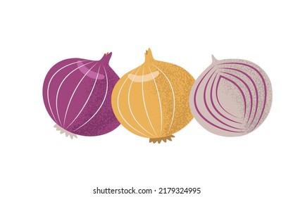 Three different onion bulbs in flat style with grainy texture, hand drawn vector illustration, isolated on white background