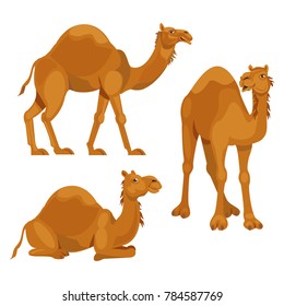 Three different poses camels isolated over white background