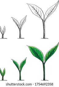 three different step simple grow plant