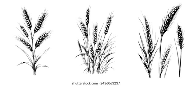 Three different types of grass are shown in black and white. The first type of grass is tall and thin, while the second type is shorter and thicker. The third type of grass is a mix of both svg