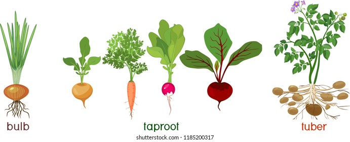 Three different types of root vegetables isolated on white background. Plants with leaves and root system