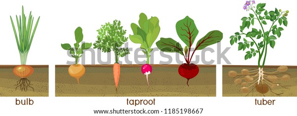 Three Different Types Root Vegetables Growing Stock Vector (Royalty ...