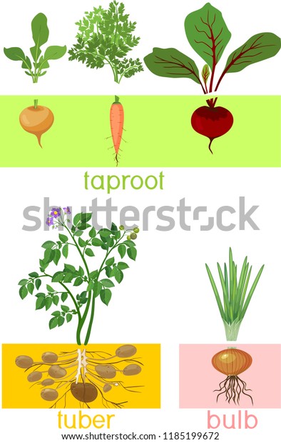 Three Different Types Root Vegetables Plants Stock Vector (Royalty Free ...