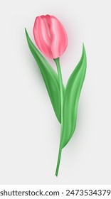 Flor de tulipán tridimensional con pétalos rosados y hojas verdes aisladas sobre fondo blanco. Flor de primavera de Vector realista 3d como elemento de decoración para tarjeta de felicitación, postal, Anuncio, etc.