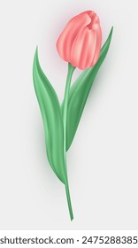 Flor de tulipán tridimensional con pétalos rosados y hojas verdes aisladas sobre fondo blanco. Flor de primavera de Vector realista 3d como elemento de decoración para tarjeta de felicitación, postal, Anuncio, etc.