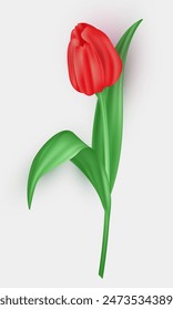 Flor de tulipán tridimensional con pétalos rojos y hojas verdes aisladas sobre fondo blanco. Flor de primavera de Vector realista 3d como elemento de decoración para tarjeta de felicitación, postal, Anuncio, etc.